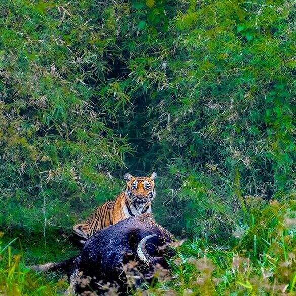 End the day at Parambikulam reservoir and Tiger Reserve.