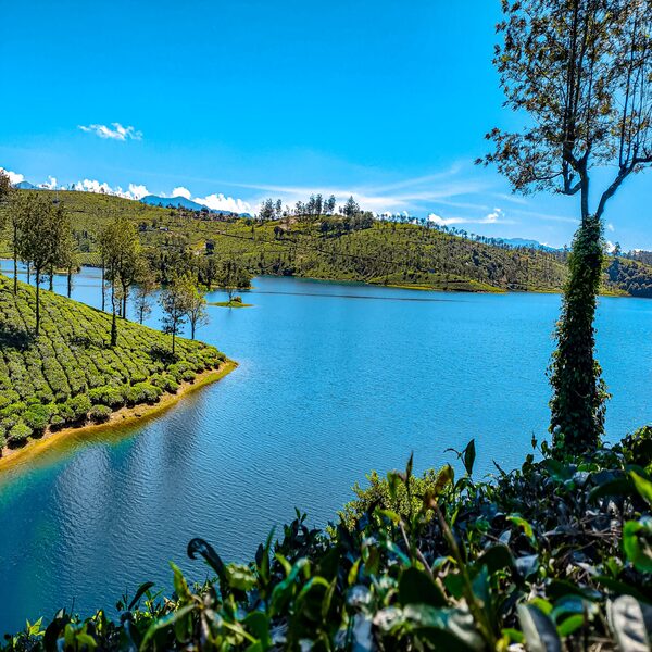 End the day with Sholayar Dam and Shola forests.