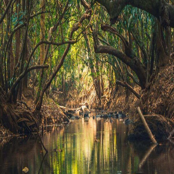 After the temple, navigate the Kupwara islands by bamboo river rafting. End your trip, and check out from hotel.
